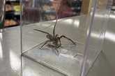Horror as one of world's most dangerous spiders found in bunch of bananas
