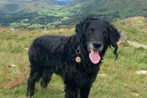 Britain's most scenic dog walks revealed - and we'd drive 69 miles to get there