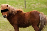 'Serial horse rapist', 38, filmed himself having sex with pregnant Shetland pony, court hears