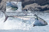 World's most expensive fish 'as big as dolphins' snapped hunting in UK waters