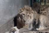 Zookeeper accidentally filmed his own death 'trying to impress girlfriend' in lion's den