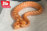 Snake with two heads hatches in rare phenomenon as both fight to 'take charge'