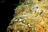 Forget sharks these are real marine menaces from most venomous fish to death ray