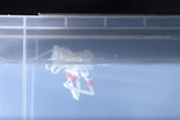 AI psycho robot with no brain 'thinks' with its legs and is faster than a Ferrari