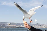 Seagull flocks growing as it's easier to nick pasties than find food, say boffins