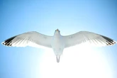 Seagull 'summit' planned to tackle psychotic flying scumbag's reign of terror