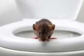 Stop mice from invading your home with solution rodents find 'unpleasant'