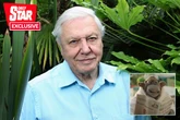 Television icon eyes up David Attenborough collab after 'spotting him in his bush'