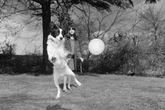 Story of heroic dog Pickles who found World Cup under car - tragic death to video game legacy