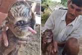 'Mutant alien' goat with conjoined eyes leaves locals convinced they've found ET