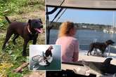 Amazing moment squeaky dog summons pod of dolphins to boat to 'talk to them'