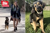 'A dog adopted me in Peru and wouldn't leave my side, now I'm bringing him home'