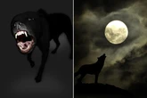 UK’s most terrifying canine legends – from werewolves to the feared Black Dog