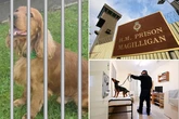 'Quivering' dog finally freed from prison after 'sharing jail with sex offenders'