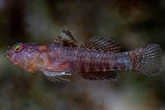 Weird new 'emo' creature discovered as it's named after Star Wars character