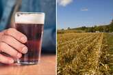 UK drinkers facing beer shortage dubbed 'nightmare' due to a very British reason