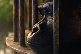 Fears over 'world's loneliest gorill'a as animal 'takes time off for health'