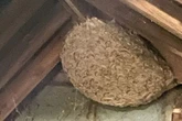 Giant wasps with nests the size of space hoppers set to attack Britain