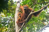 World's rarest ape just lost 7% of its population in one go - here's the reason