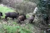 Wild boars illegally released in UK attack second person as safety fears grow