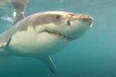 Unprovoked shark attacks see four killed from 47 beast bites stats reveal