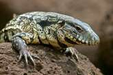 Dog-sized lizards that 'eat everything in sight' rampage through US state