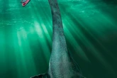 Loch Ness Monster has 'survived' in the depths by feasting on a local delicacy