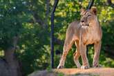 Four lions traumatised by Vladimir Putin's bombs in Ukraine find new home in UK village