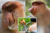 What is a Proboscis monkey and why is 'penis-nosed' beast going viral on social media