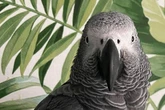 Cheeky parrots who caused chaos by ordering takeaways, calling fire brigade and swearing