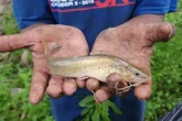 Locals 'blessed' as hundreds of fish rain from the sky in mystery phenomenon in Honduras