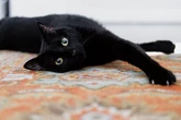 ‘Lucky’ black cats abandoned at shelters could bring you prosperity – or even a new lover