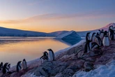 Thousands of baby seals found dead on two remote islands - and the reason is horrifying
