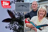 Jealous parrot escapes after owner gets new bird – then tells him to f*** off from tree