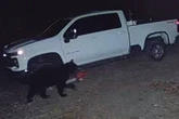 Chainsaw-wielding bears declare 'revenge war' against tree-cutters