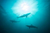 World's most 'dangerous' beach most likely to be attacked by sharks in 2025