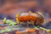 Insect burgers won't save the planet and may cause global warming havoc say boffins