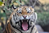 Kim Jong-un's starving North Koreans 'cook up tigers and badgers' in desperation