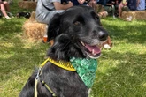 Dog lovers urged to stop stroking pooches in public as expert issues warning