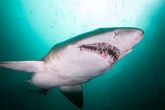Urgent shark warning issued as disgusting discovery washes up on beach