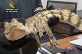 Tourists shocked after they discover terrifying reptile creature in Spanish swimming hotspot