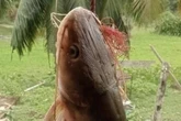 Fisherman finds severed 'human-like' hand inside massive catch and is left horrified