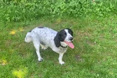 Dog loses leg in freak poo bin accident after 'skidding' while chasing ball