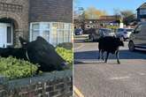 Police use 'cowboy skills' to lasso runaway cow