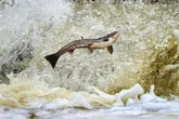Drug-pumped fish are swimming faster due to painkillers dumped in rivers and sea