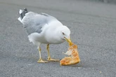 Seagulls badgering us 'day and night' for food and it's our fault apparently