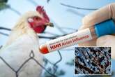 Urgent warning issued as deadly bird flu 'evolving too fast for vaccines to keep up'