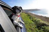 40 top tips for travelling with your dog – from packing to passport control