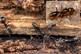 US on alert as deadly creature that can kill humans spreads across states
