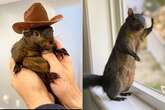 Surprise twist in Peanut the Squirrel killing as animal was 'marked for death'